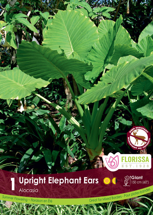 Alocasia - Upright Elephant Ears