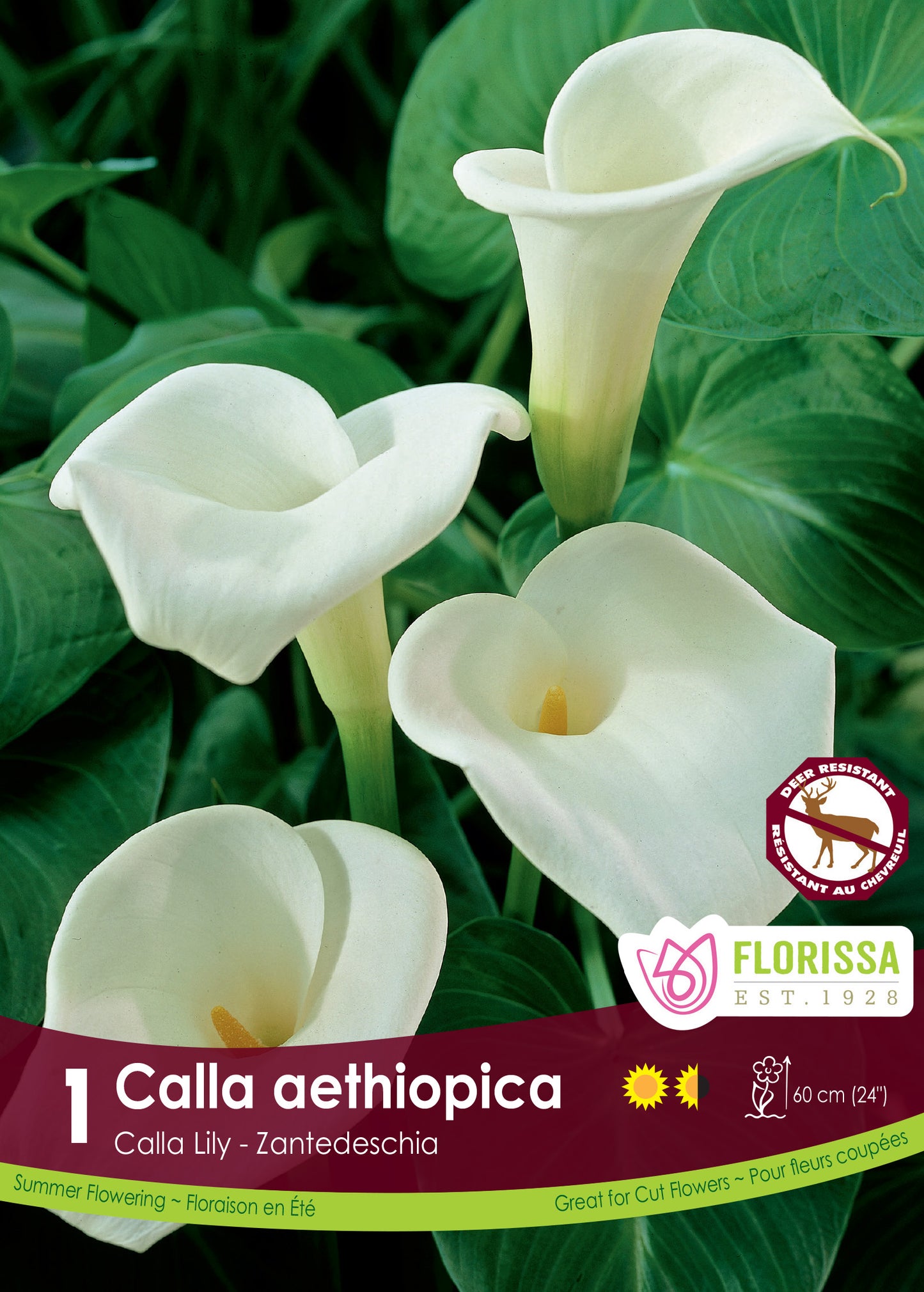 Calla aethiopica