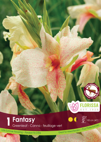 Canna Novelty Fantasy - Flowerbulbsrus.com