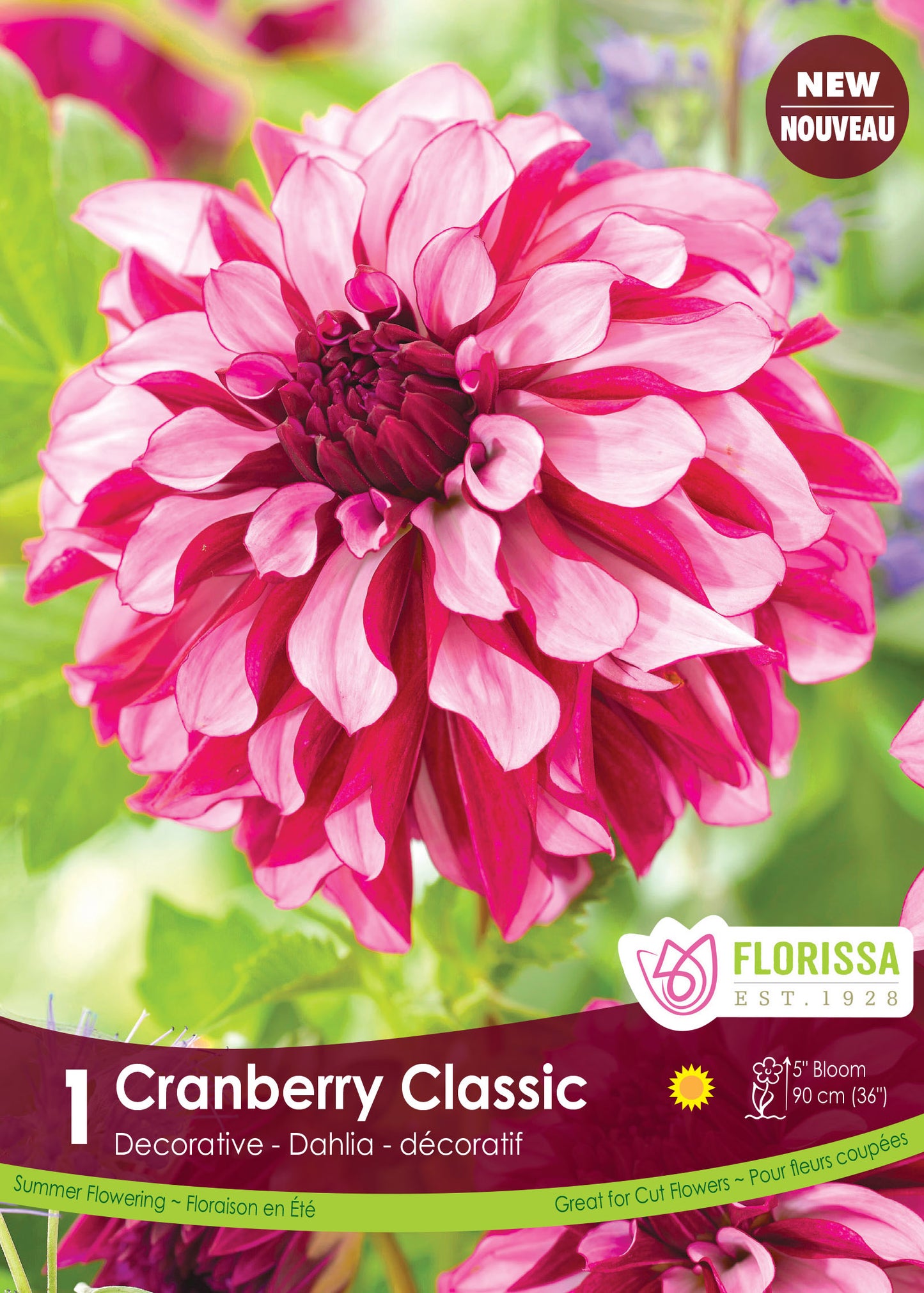 Dahlia Decorative Cranberry Classic