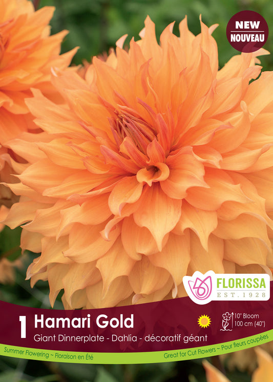 Dahlia Hamari Gold-New