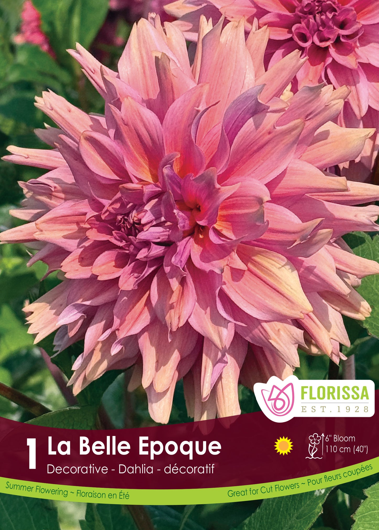 Dahlia La Belle Epoque-New