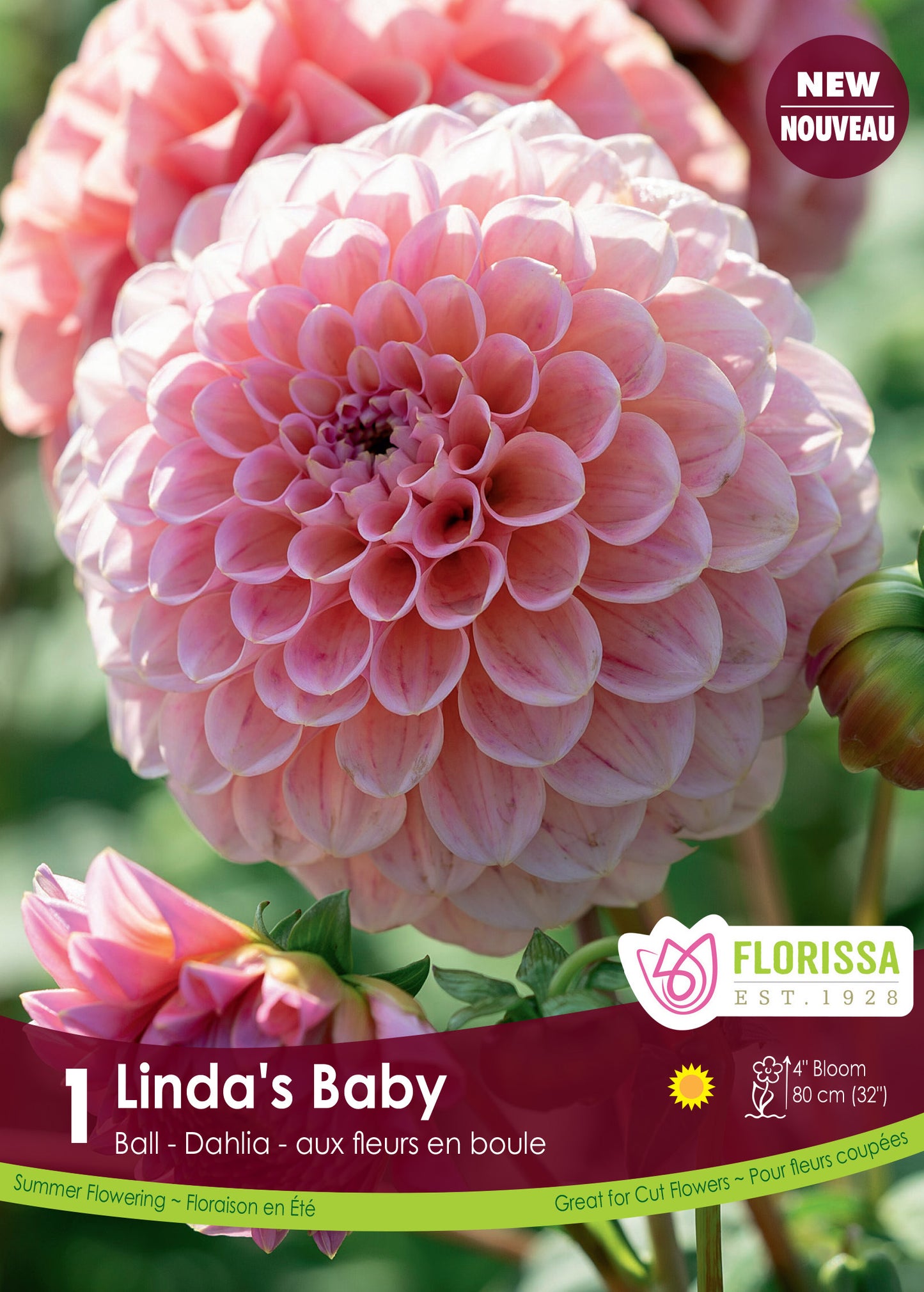 Dahlia Ball Linda's Baby