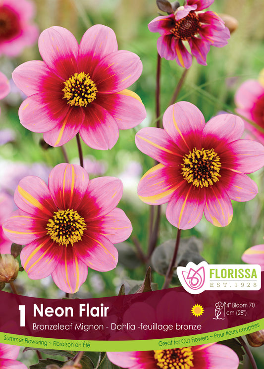 Dahlia Migonon Bronzeleaf 'Neon Flair'