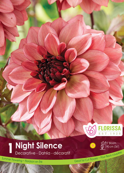 Dahlia Decorative Night Silence - Flowerbulbsrus.com