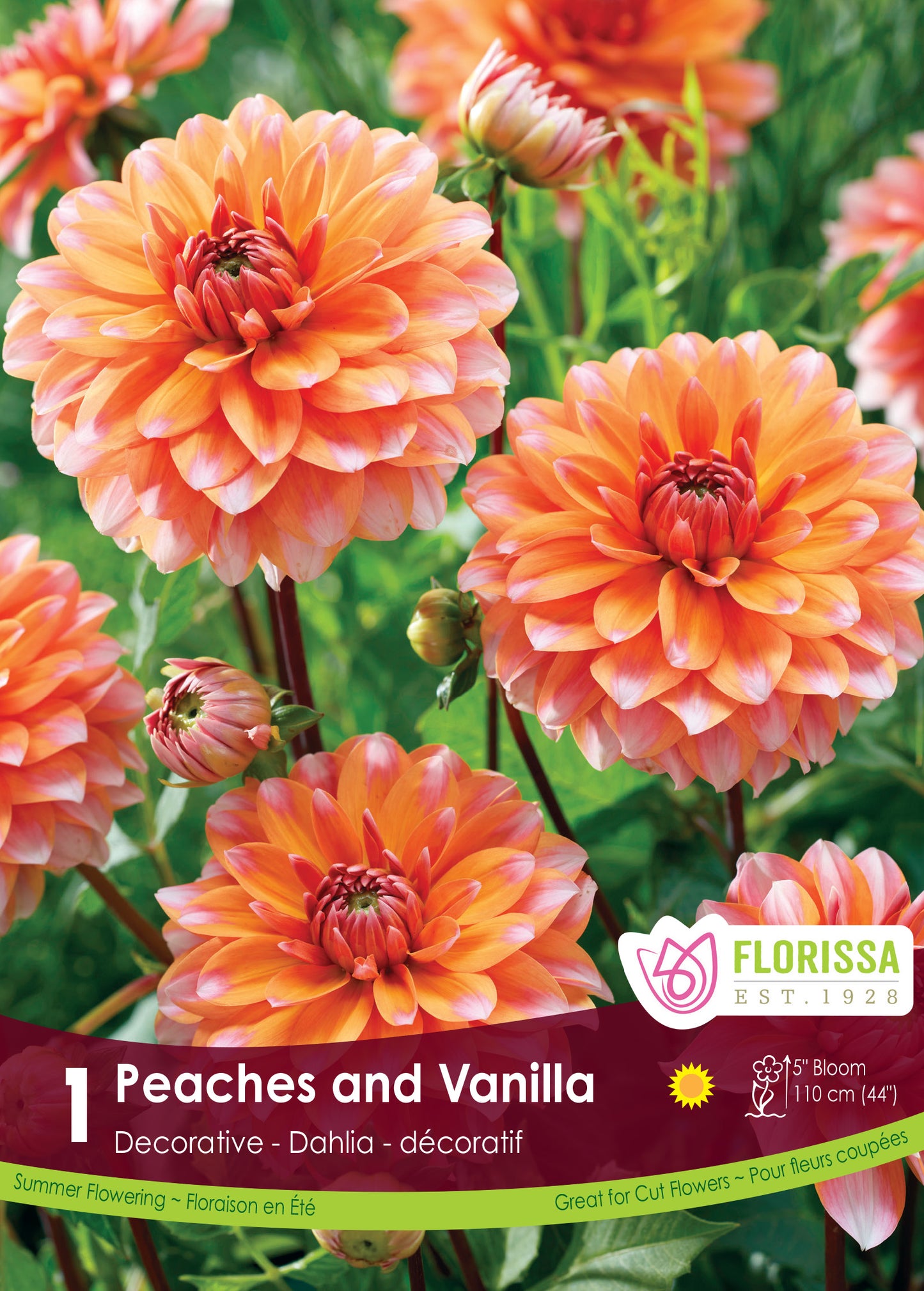 Dahlia Decorative Peaches and Vanilla
