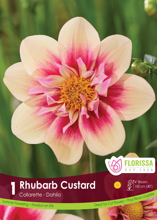 Dahlia Rhubarb Custard-New - Flowerbulbsrus.com