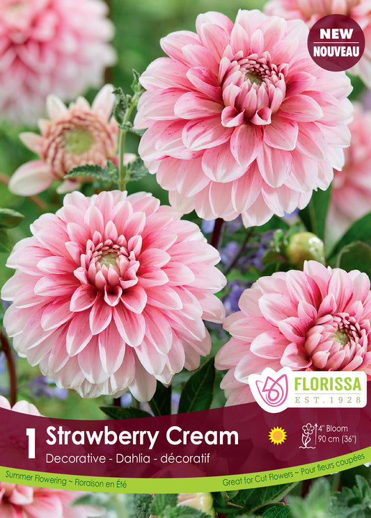 Dahlia Decorative Strawberry Cream