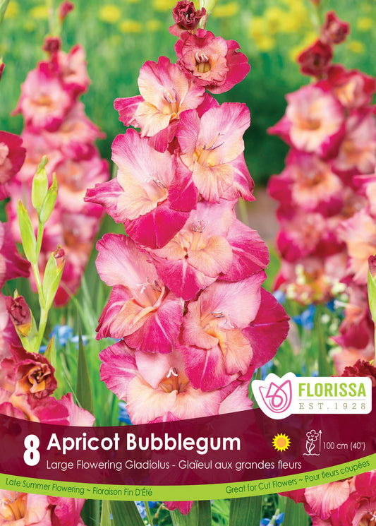 Gladiolus Apricot Bubble Gum