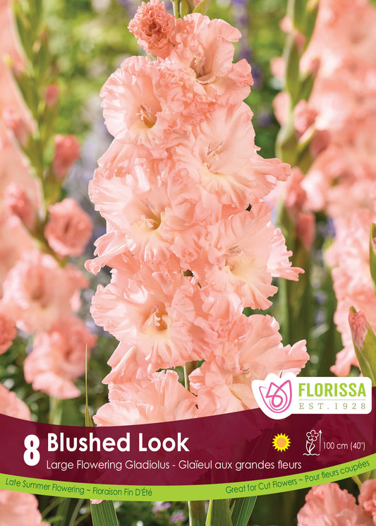 Gladiolus Blushed Look