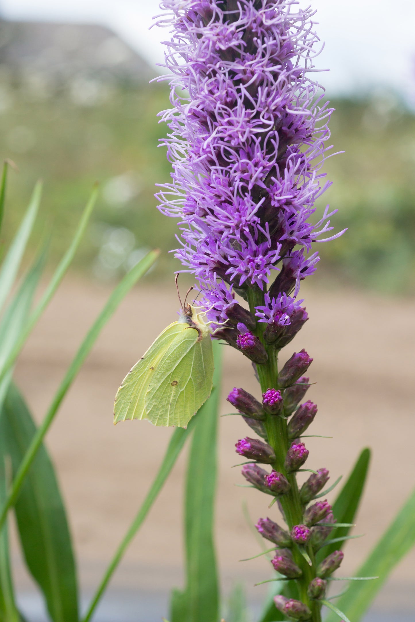 Liatris Spicata 20 bulbs per package