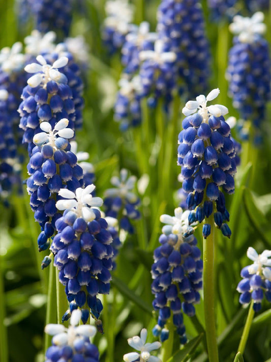 Muscari Touch of Snow 50 per package