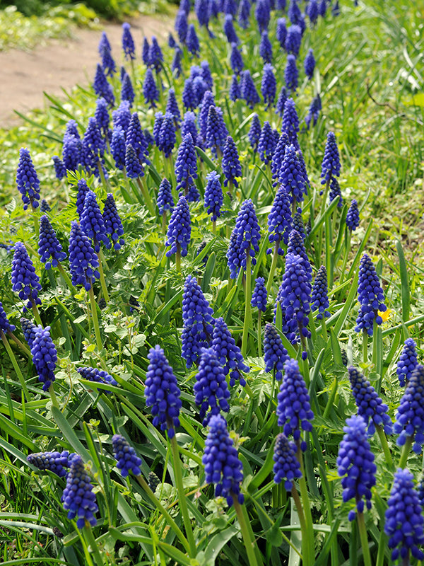 Muscari Armeniacum 50 per package