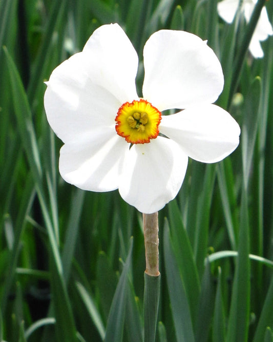 narcissus, flower bulbs