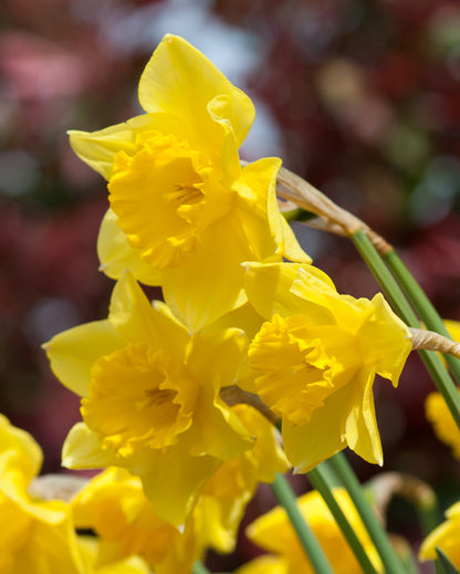 narcissus, flower bulbs