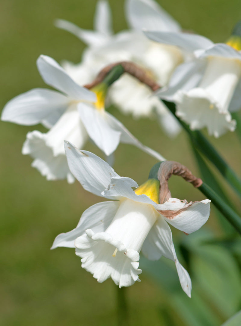 Narcissus Pure White (Mount Hood) — 10 bulbs - Flowerbulbsrus.com