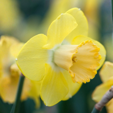 Narcissus Avalon - Flowerbulbsrus.com