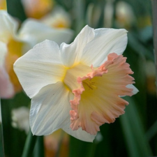 Narcissus British Gamble - Flowerbulbsrus.com