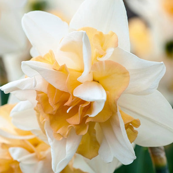 narcissus, daffodils, flower bulbs