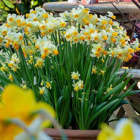 narcissus, daffodil, flower bulbs