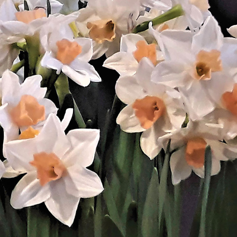 narcissus, daffodils, flower bulbs