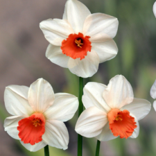 Narcissus Magic Touch - Flowerbulbsrus.com