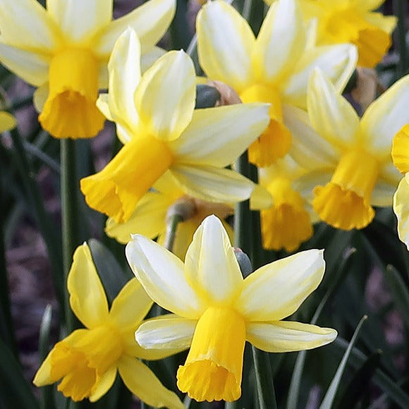 narcissus, daffodils, flower bulbs