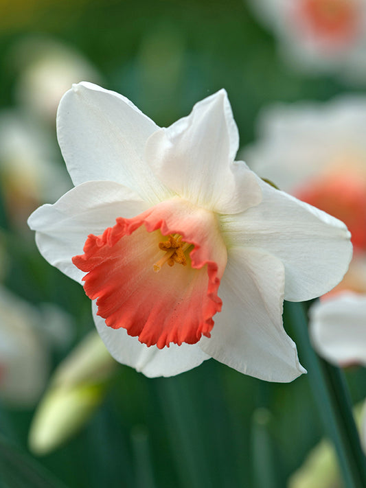 Narcissus Pink Charm 10 per package