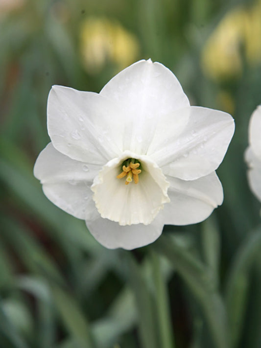 narcissus, daffodils, flower bulbs