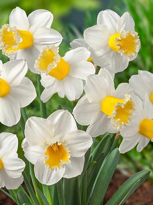 Narcissus Sugar Dipped 10 per package