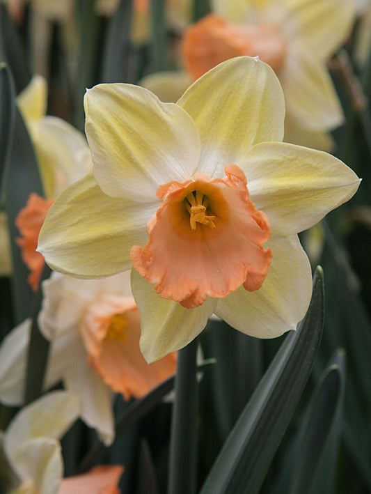 Narcissus Tickled Pinkeen 10 per package