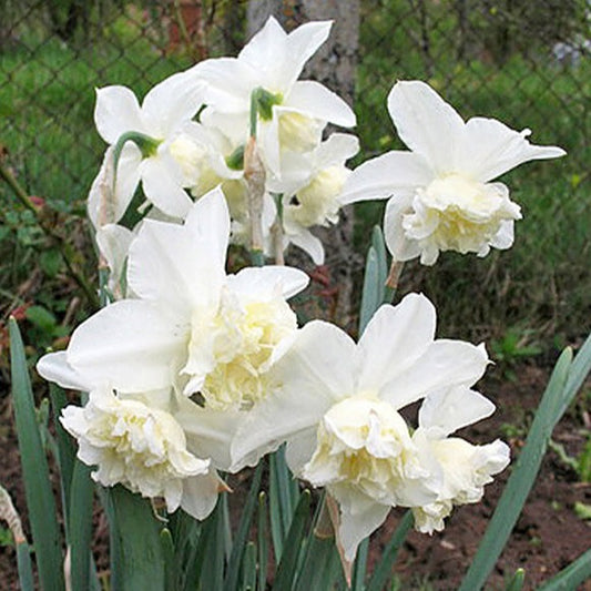 narcissus, daffodils, flower bulbs