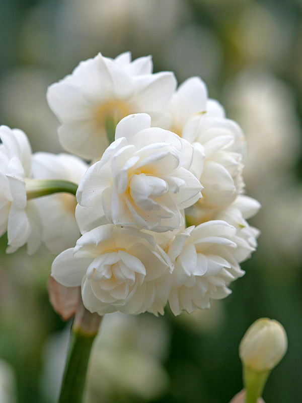 Narcissus Cheerfulness - Flowerbulbsrus.com