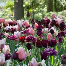 Nude & Dark Tulip Mix (Copy) - Flowerbulbsrus.com
