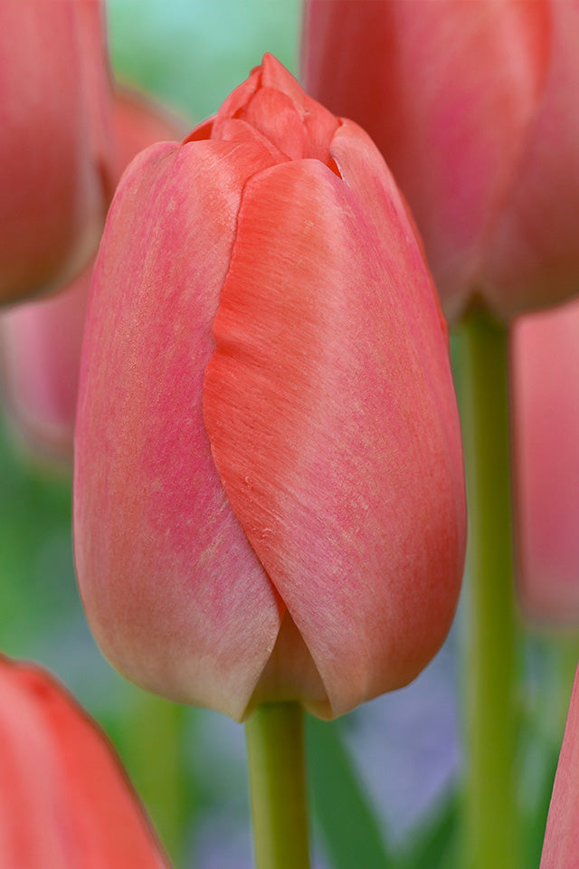 Tulip Orange Pride 20 per package