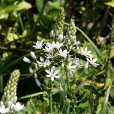 Ornithogalum ponticum Sochi - Flowerbulbsrus.com