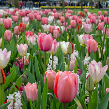 Pink Dreams Flower Bulb Mix - Flowerbulbsrus.com