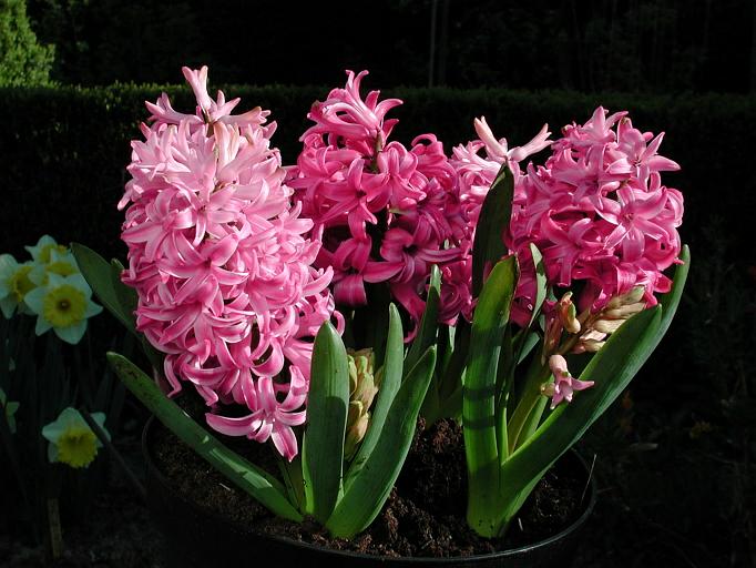 Hyacinth Pink Pearl 10 per package - Flowerbulbsrus.com