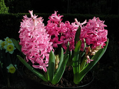 Hyacinth Pink Pearl 10 per package - Flowerbulbsrus.com