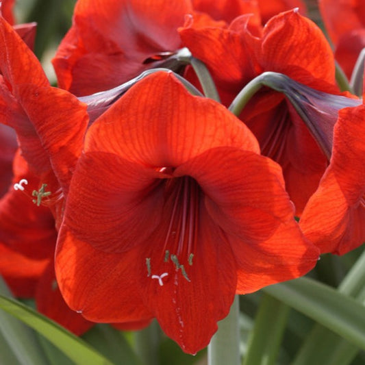 amaryllis, flower bulbs