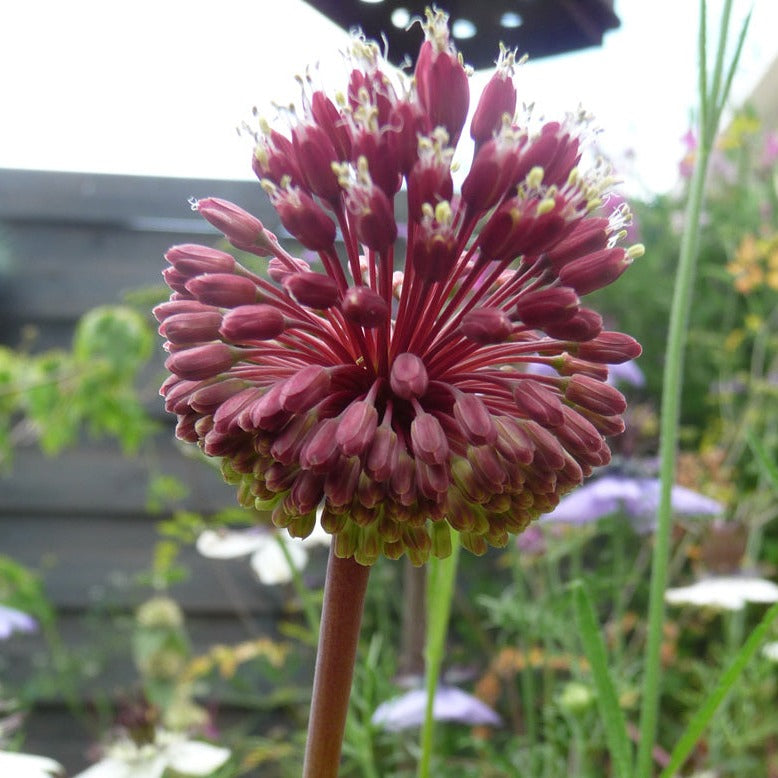 allium, flower bulbs