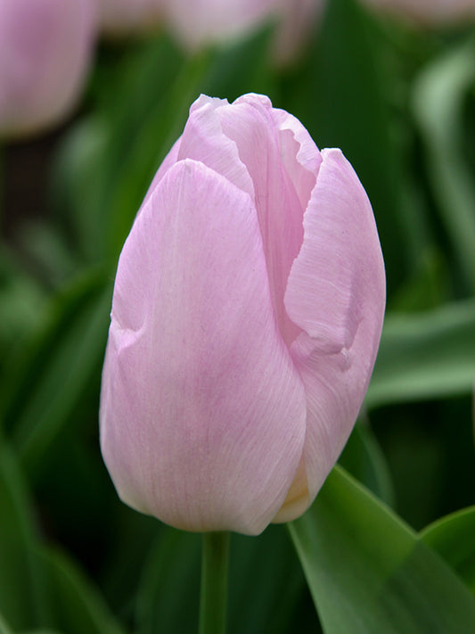 Tulip Candy Prince - 20 bulbs - Flowerbulbsrus.com