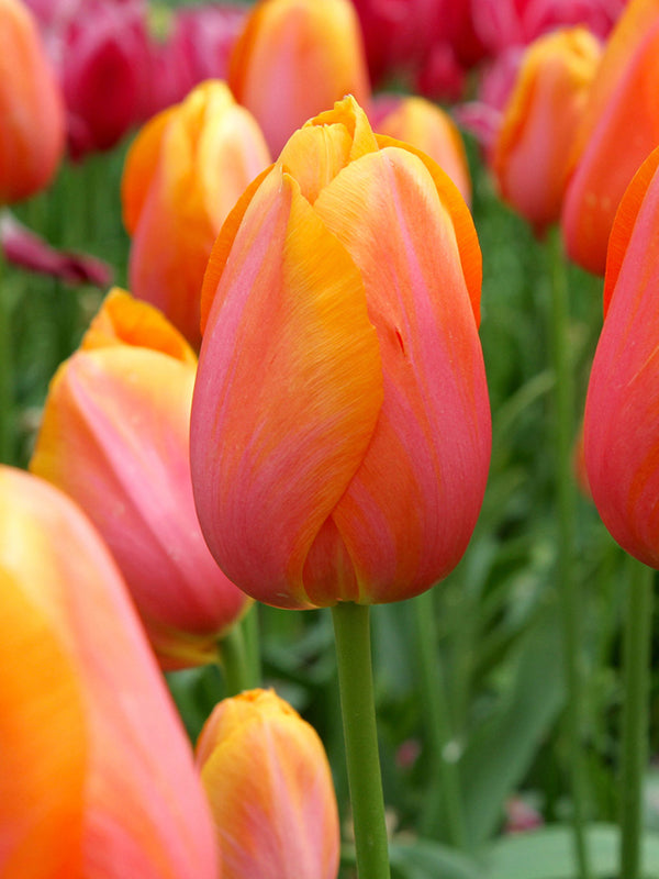 Tulip Dordogne 20 per package – Flowerbulbsrus.com