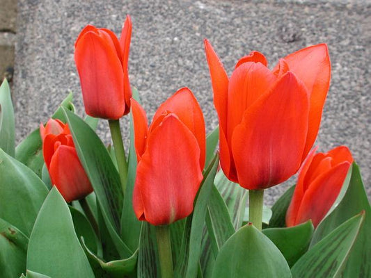 Tulip Showwinner - 20 bulbs