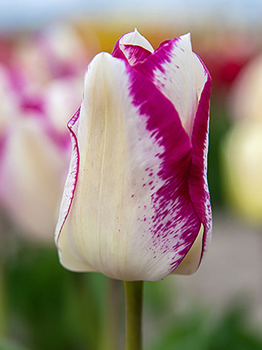 tulips, flower bulbs