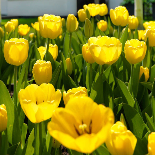 Tulip Golden Oxford 20 per package