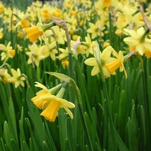 narcissus, daffodil, flower bulbs