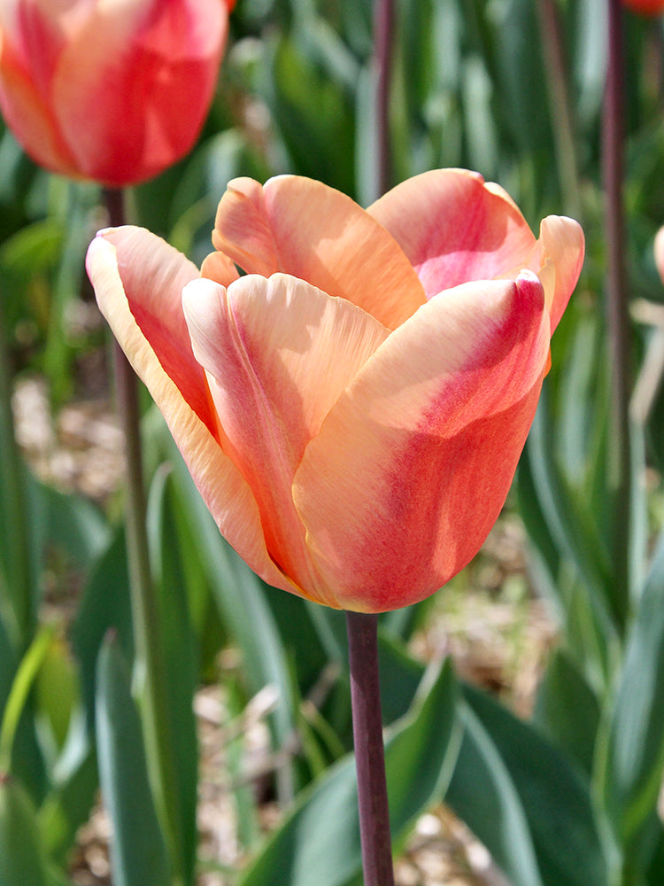 tulips, flower bulbs