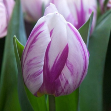 Tulip Flaming Prince - Flowerbulbsrus.com