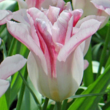 Tulip Holland Chic - Flowerbulbsrus.com